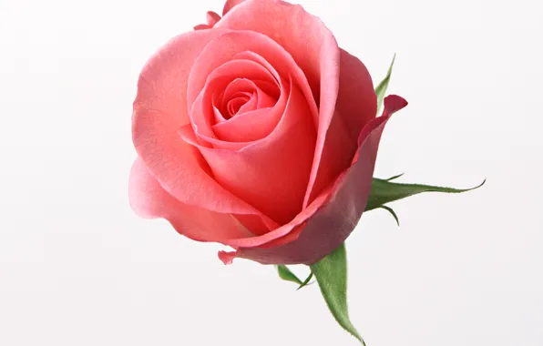 Роза, rose, красная роза