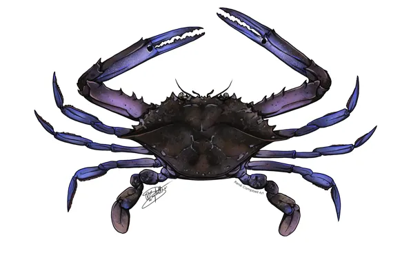 Blue, crab, swimmer