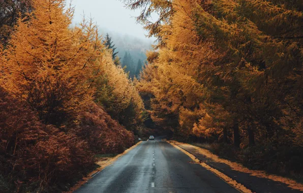 Дорога, осень, лес, Daniel Casson