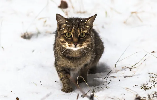 Глаза, кот, взгляд, снег, кошак