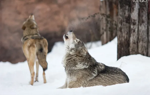 Nature, snow, predator, face, animal, wolf, wildlife, portrait