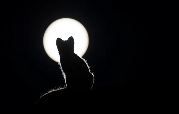 ФОН, ШЕРСТЬ, ЧЁРНЫЙ, ЛУНА, КОТ, УШИ, СИЛУЭТ