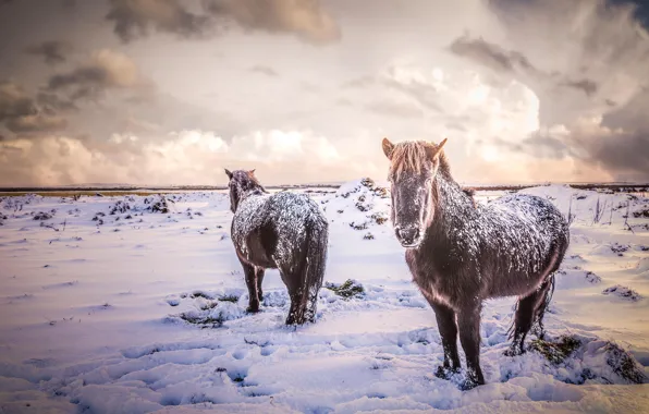 Зима, поле, животные, снег, природа, кони, лошади, Исландия