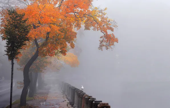 Чайки, набережная Невы, Санкт Петербург, в тумане, осенние деревья