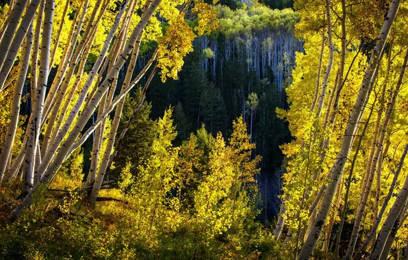 Картинка осень, листья, деревья, Колорадо, США, осина, Аспен