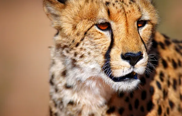 Гепард, South Africa, Южная Африка, Cheetah, wild animal, Калахари, Kalahari desert, диких животных