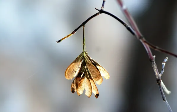Ветки, природа, красота