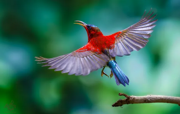 Боке, оперенье, взмах крыльев, Leo Ngo, Багровая солнечная птица, Crimson Sunbird