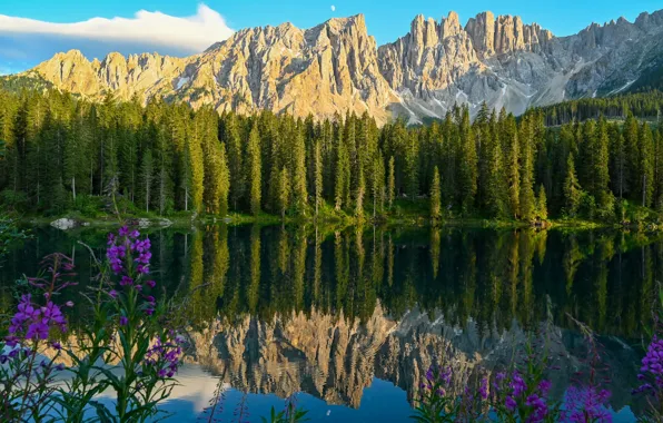 Картинка лес, цветы, горы, озеро, отражение, Италия, Italy, Доломитовые Альпы