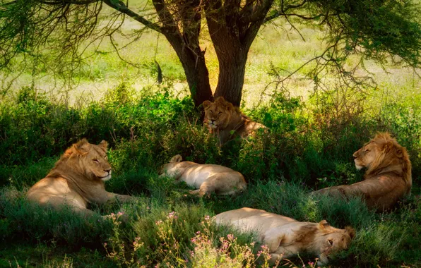 Картинка дерево, отдых, львы