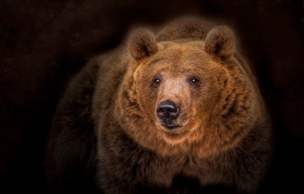 Портрет, медведь, тёмный фон, топтыгин