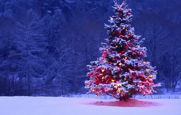Лес, снег, ночь, огни, елка, ель, Новый Год, Рождество