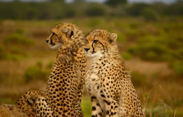 Field, africa, wildlife, cheetah, gras, family, -animal