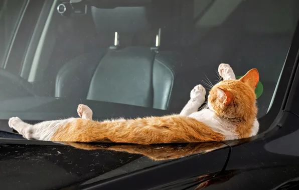 Машина, кошка, кот, стекло, поза, отражение, темный фон, лапки