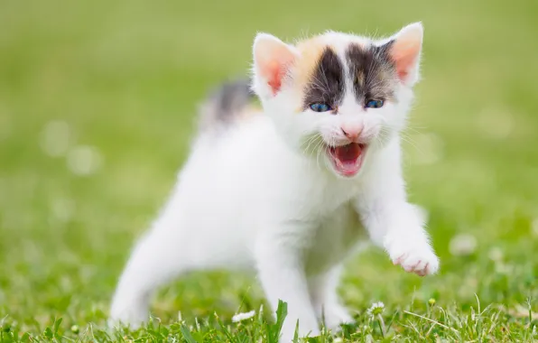 Кошка, белый, лето, трава, поза, котенок, фон, газон