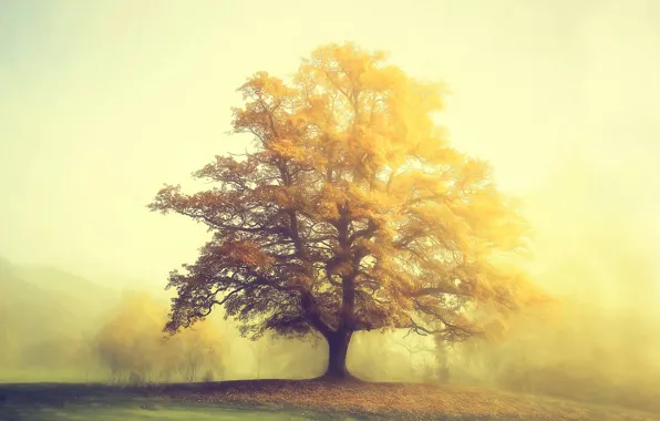 Картинка осень, фото, дерево, дымка, Lars van de Goor