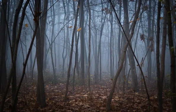 Лес, деревья, природа, туман, Moldova, Chișinău Municipality, Rîşcani, Lurie