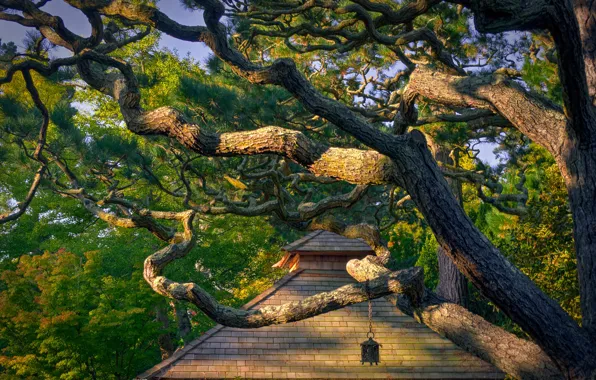 Ветки, дерево, Калифорния, Сан-Франциско, домик, California, San Francisco, Japanese Tea Garden