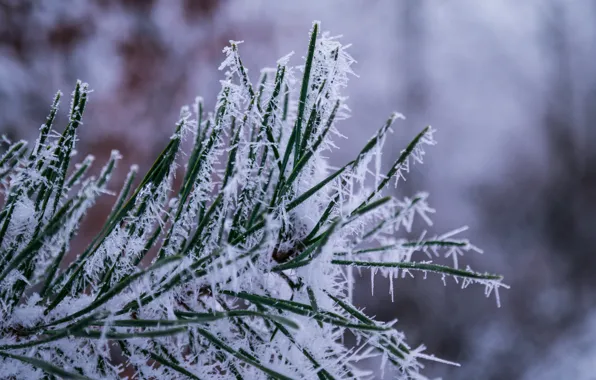 Winter, Snow, Ice, Forest, Cold, Close Up, Icy, Pine