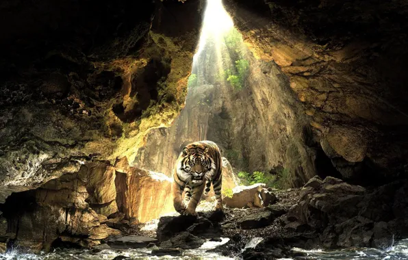 Картинка вода, солнце, тигр, камни