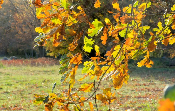 Autumn, leafs, fall