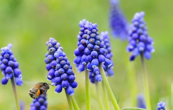 Blue, spring, meadow, blooming, grape hyacinths
