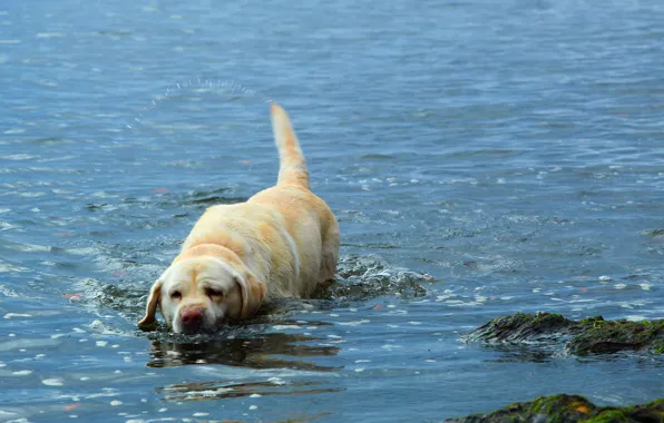 Sea, water, dog