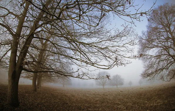 Картинка деревья, туман, парк