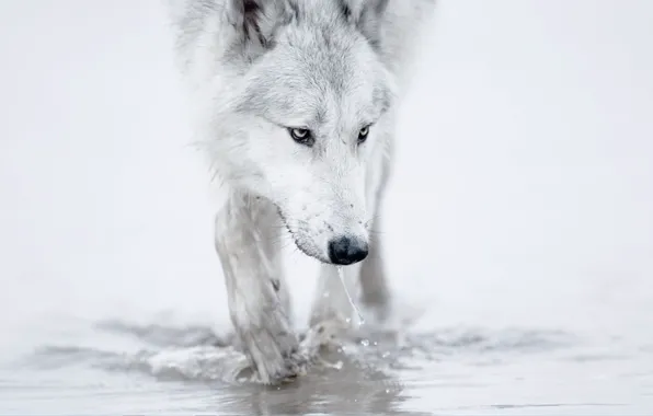 Animals, nature, predator, animal, wolf, wildlife, portrait, portrait.
