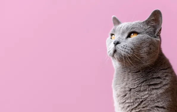 Кошка, кот, взгляд, серый, мордочка, розовый фон, котейка, Британская короткошёрстная кошка