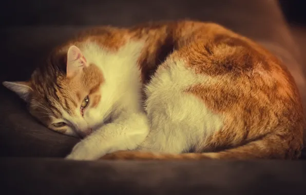 Картинка кошка, кот, отдых, бело-рыжий