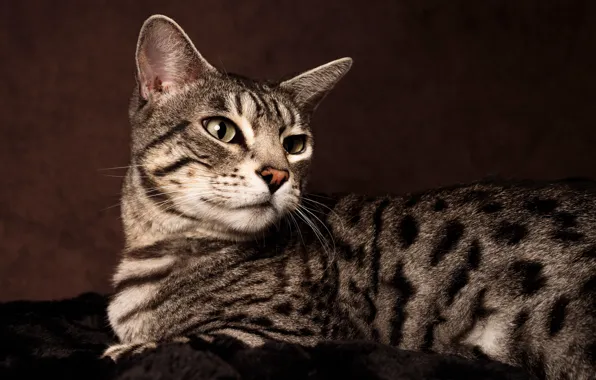 Глаза, кот, шерсть