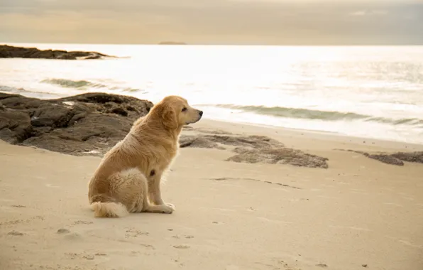 Картинка песок, море, пляж, лето, собака, summer, golden, лабрадор