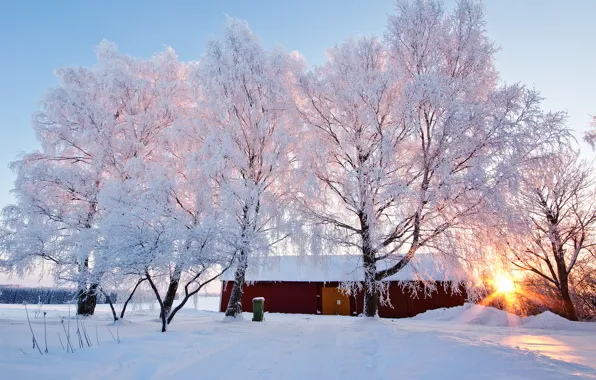 Картинка зима, иней, деревья, природа