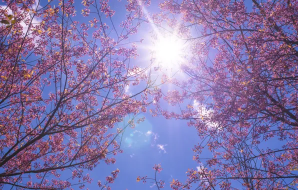 Картинка небо, солнце, ветки, весна, сакура, sunshine, цветение, pink