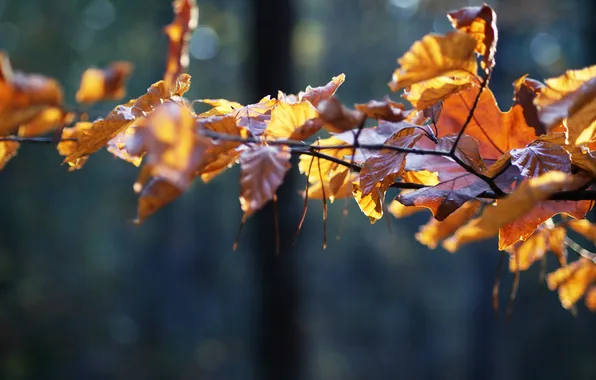 Осень, листья, ветки, природа, дерево, красота, ветка, осенние картинки