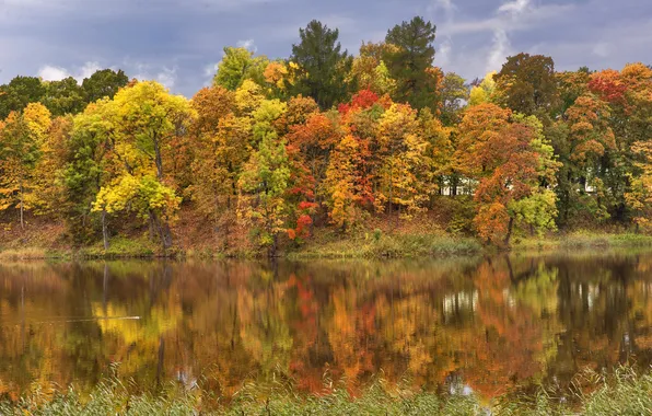 Картинка осень, листья, деревья, река, желтые, Санкт-Петербург, Россия, Pavlovsk