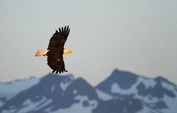 Flight, mountains, sunlight, bald eagle