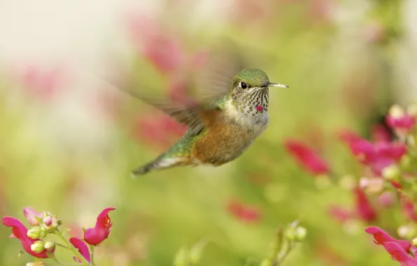 Макро, колибри, птичка, в полете, hummingbird