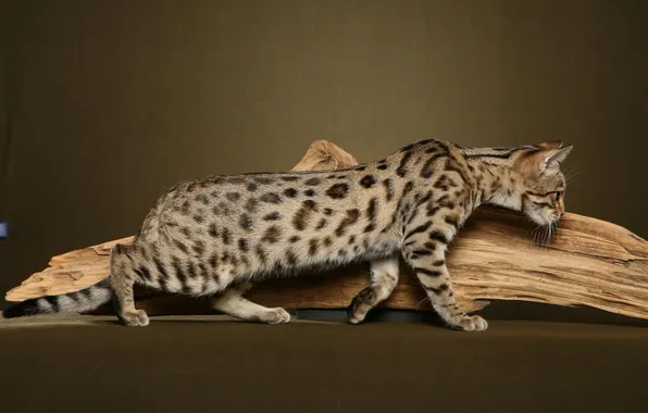 Кошка, кот, бревно