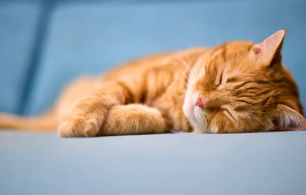 Кошка, кот, морда, поза, диван, сон, рыжий, спит