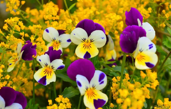 Картинка Flowers, Анютины глазки, Pansies