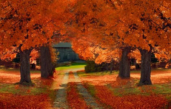 Картинка осень, листья, деревья, путь, сарай, солнечные тени