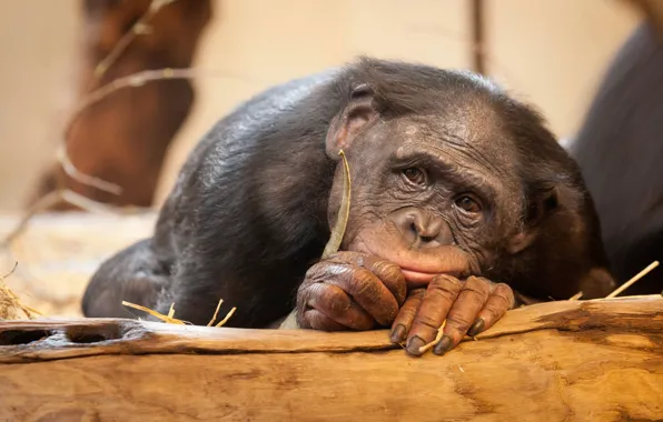 Картинка грусть, животные, обезьяна, бонобо
