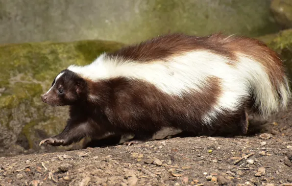 Картинка animal, mammal, brown and white skunk on brown sand, brown white