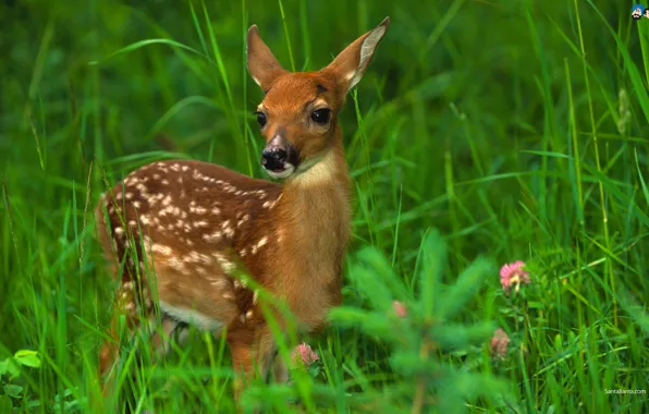 Deer, Inocent, Fastest