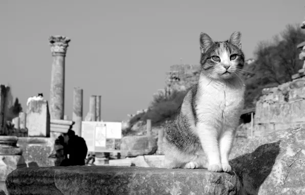 Картинка кошка, кот, чёрно-белая, развалины, монохром, Турция, котейка, Эфес
