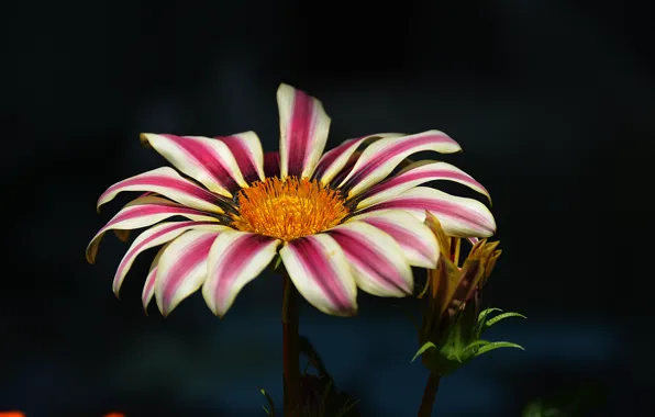 Картинка цветок, colors, лепестки, Flower