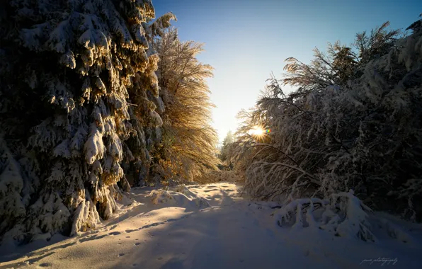 Картинка зима, лес, солнце, лучи, свет, снег, блики, Германия