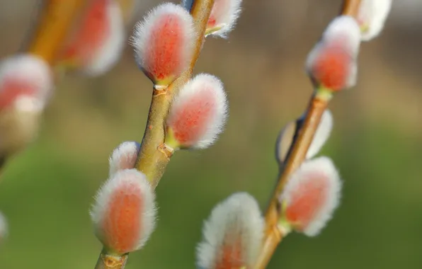 Spring, twig, kitten base